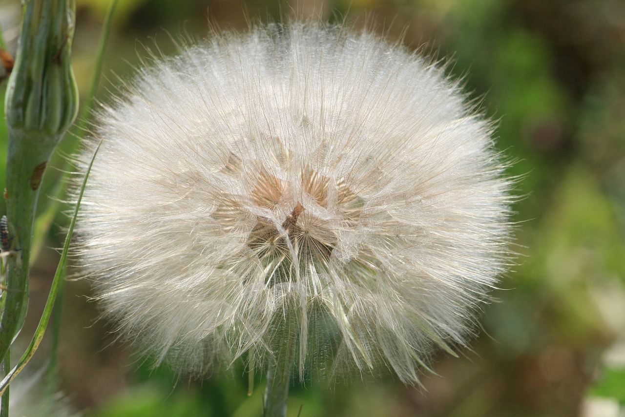 Kiaulpienė, Gamta, Augalas, Gėlė, Laukas, Wildflower, Nemokamos Nuotraukos,  Nemokama Licenzija