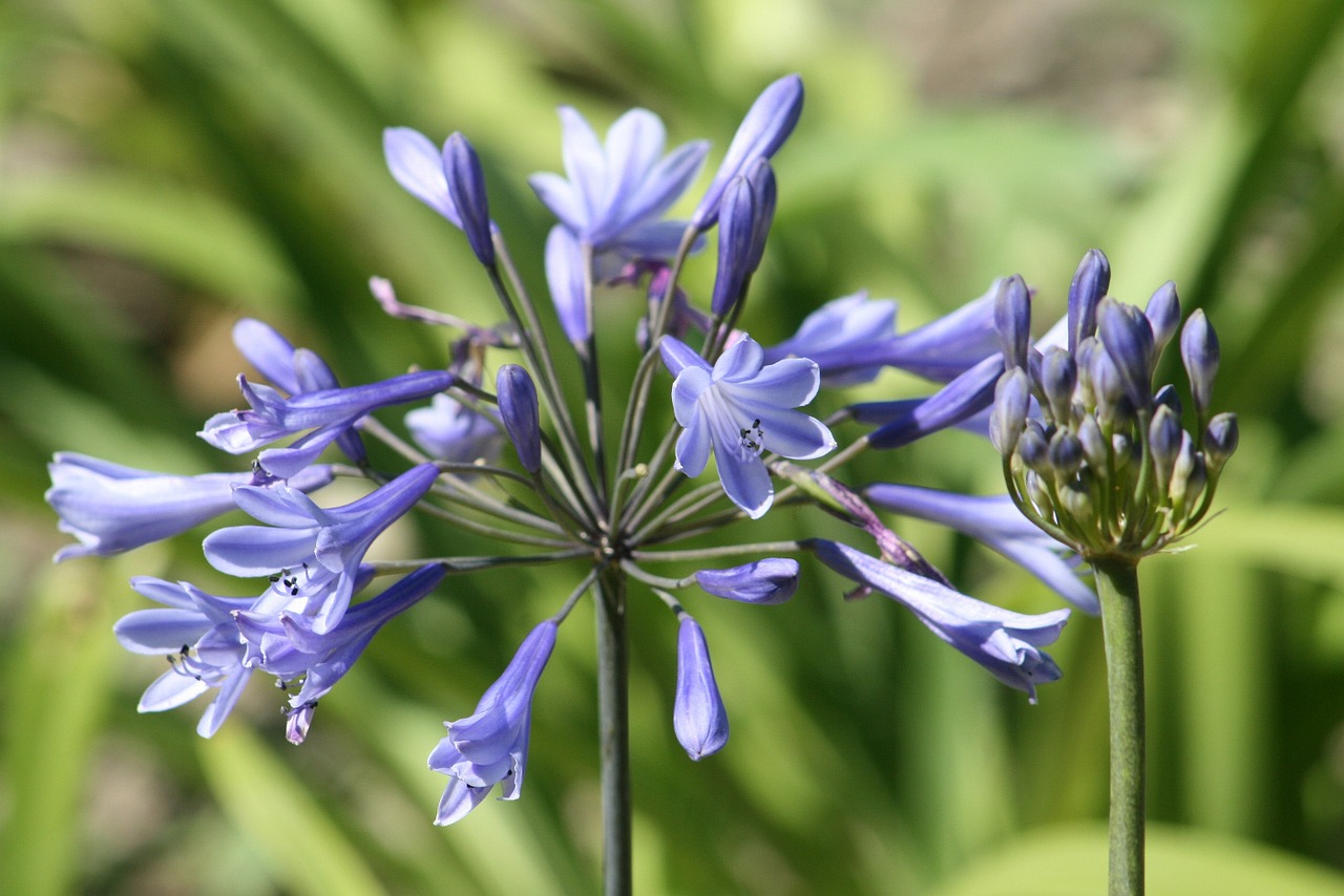 Agapanthus, Gamta, Augalas, Gėlė, Gėlės, Sodas, Nemokamos Nuotraukos,  Nemokama Licenzija