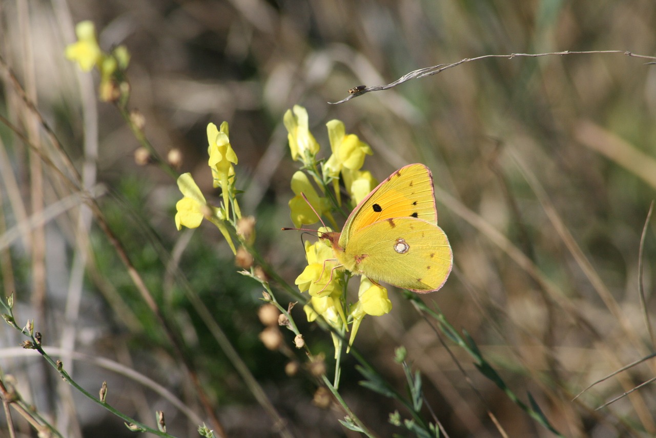 Gamta, Laukas, Gyvūnas, Wildflower, Gėlė, Gėlės, Drugelis, Žolė, Nemokamos Nuotraukos,  Nemokama Licenzija