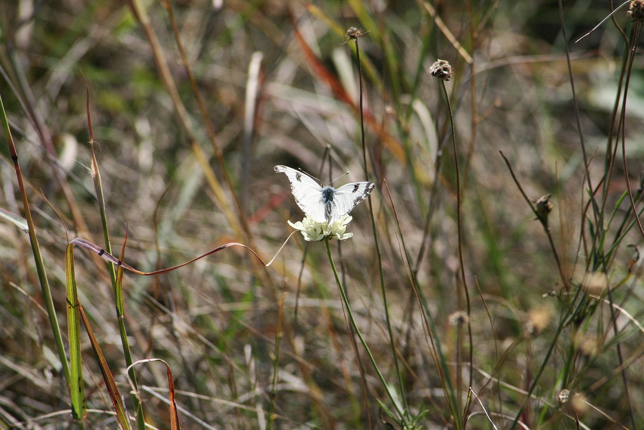 Gamta, Laukas, Gyvūnas, Wildflower, Gėlė, Gėlės, Drugelis, Žolė, Nemokamos Nuotraukos,  Nemokama Licenzija