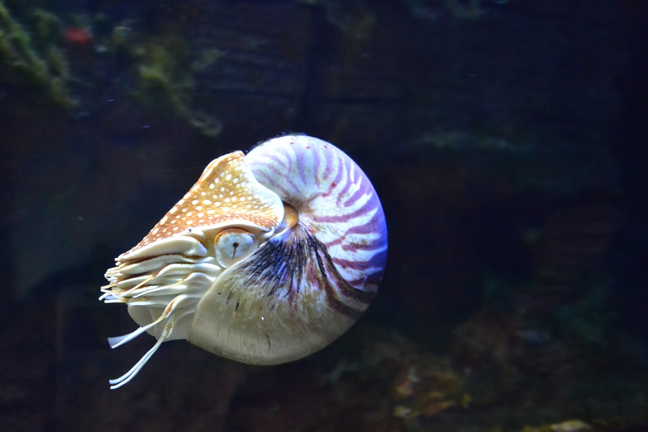 Nautilus, Akvariumas, Žuvis, Akvariumo Žuvis, Nardymas, Rifai, Vandenynas, Jūra, Nemokamos Nuotraukos,  Nemokama Licenzija