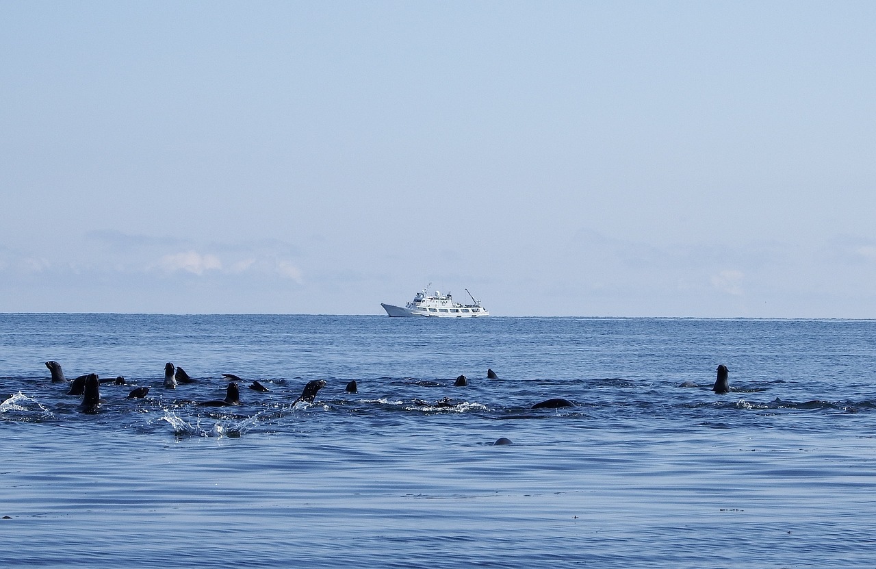 Jūriniai Ruoniai, Rookery, Jūra, Haremas, Jūros Akmenys, Ramus, Jūros Dugnas, Papludimys, Atostogos, Laivas