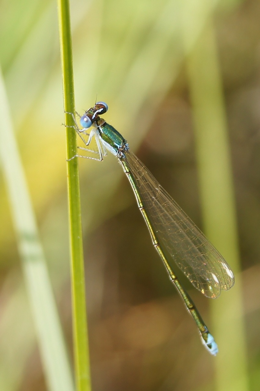 Nehalennia Speciosa, Vabzdys, Lazda, Gamta, Lauke, Iš Arti, Makro, Augalas, Stiebas, Nemokamos Nuotraukos