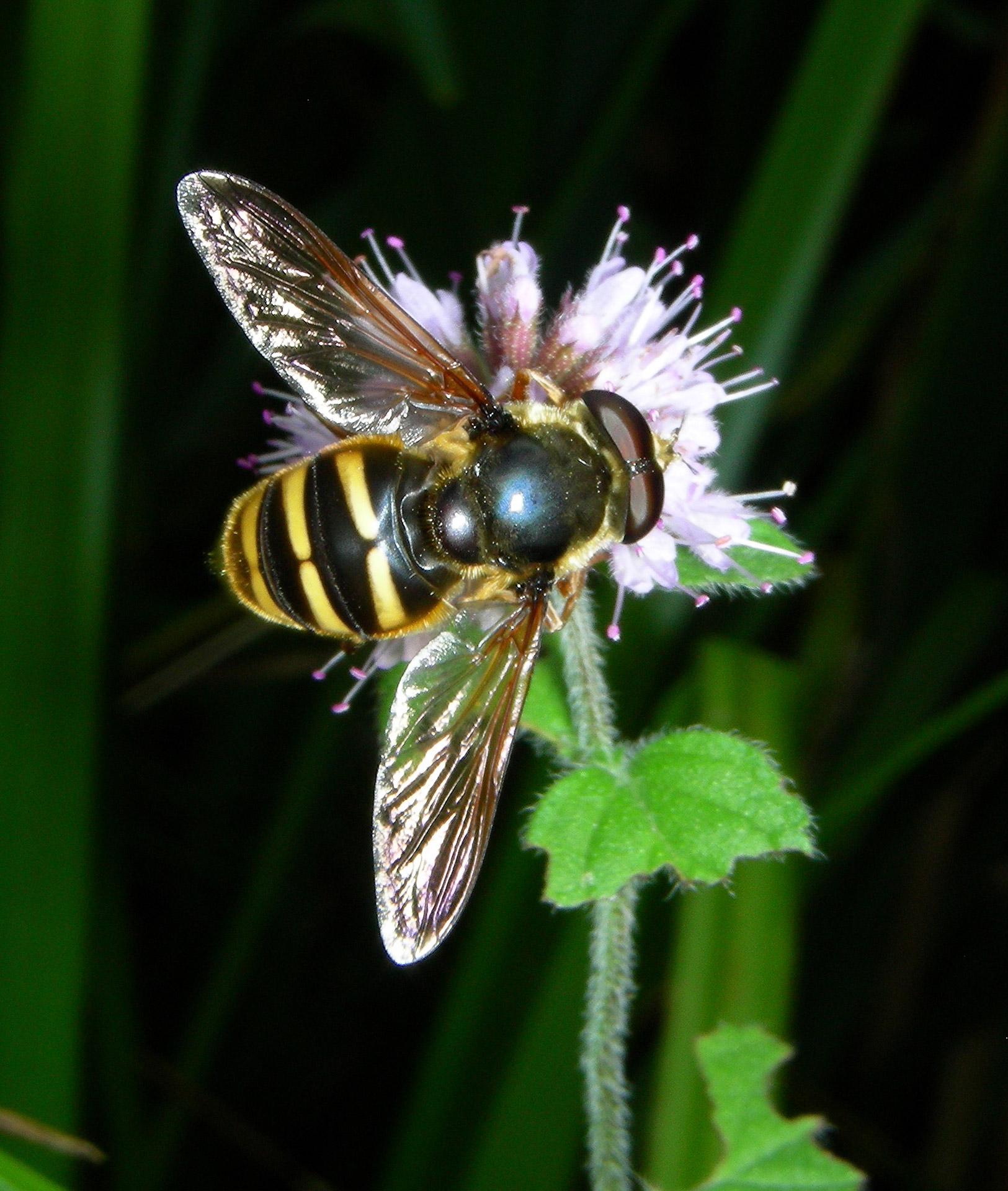 Musia,  Gėlės,  Vasara,  Mėtų,  Srautas,  Twang,  Diptera,  Syrphidae,  Nektaras, Nemokamos Nuotraukos