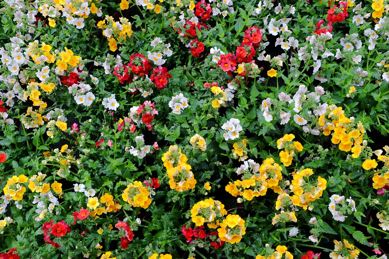 Nemesia, Gėlės, Spalvinga, Žiedas, Žydėti, Balkonų Gamykla, Nemesia Strumosa, Pavasaris, Nemokamos Nuotraukos,  Nemokama Licenzija