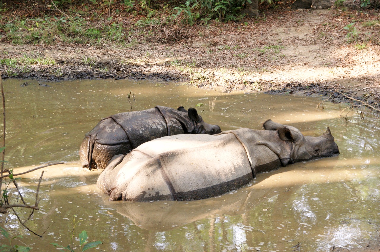Rhino, Chitwan, Nepalas, Nacionalinis Parkas, Nemokamos Nuotraukos,  Nemokama Licenzija