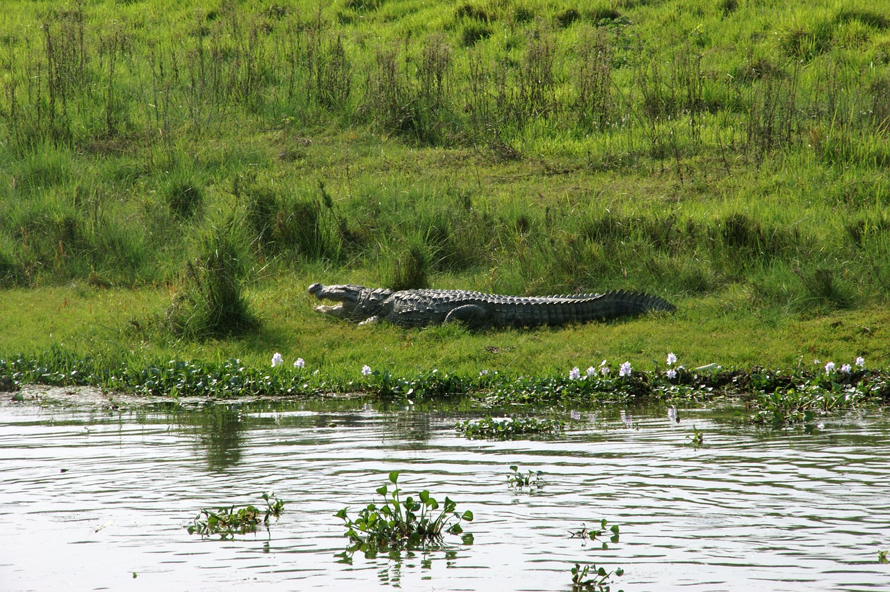 Krokodilas, Nepalas, Chitwan, Nacionalinis Parkas, Nemokamos Nuotraukos,  Nemokama Licenzija