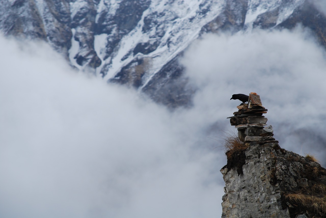 Nepalas, Paukštis, Kiauliena, Annapurna, Nemokamos Nuotraukos,  Nemokama Licenzija