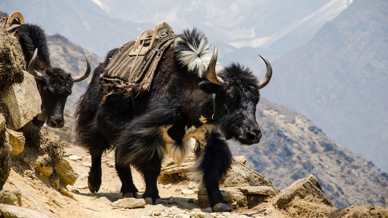 Nepalas, Himalajus, Padorus, Nemokamos Nuotraukos,  Nemokama Licenzija