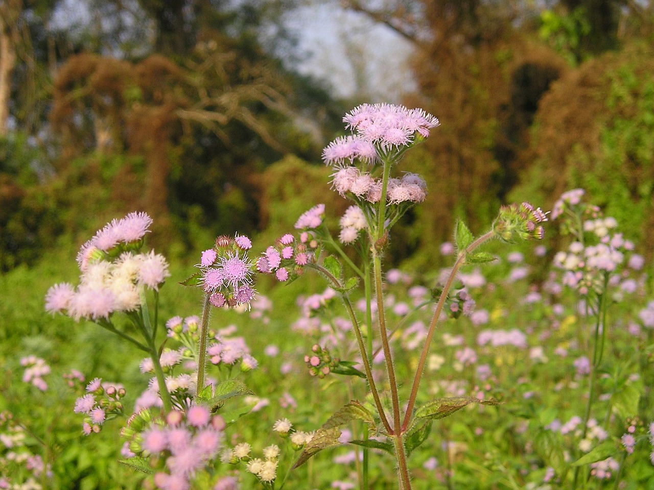 Nepalas, Gėlė, Nacionalinis Parkas, Chitwan, Nemokamos Nuotraukos,  Nemokama Licenzija