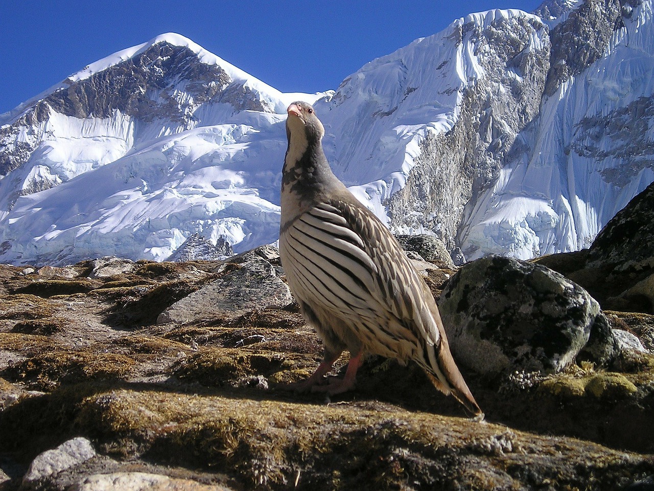 Nepalas, Himalajus, Paukštis, Dykuma, Nemokamos Nuotraukos,  Nemokama Licenzija
