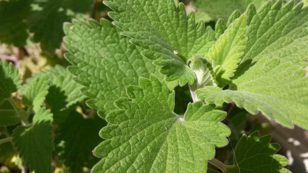 Nepeta Cataria, Katžolė, Katmandas, Katariya, Nepeta, Ekologiškas, Lapai, Augalas, Gamta, Žolelių