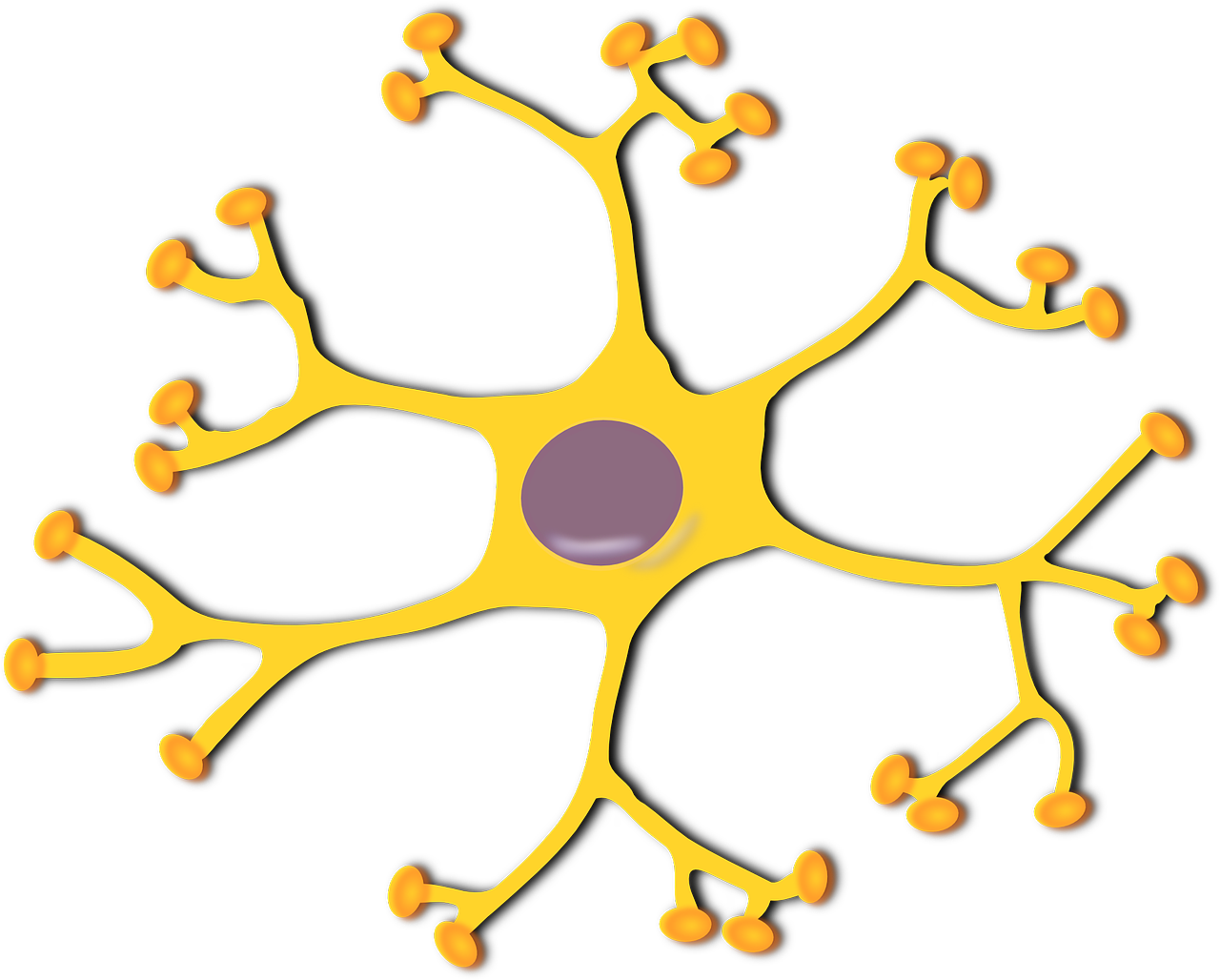 Nervų Ląstelė, Neuronas, Biologija, Mokslas, Ląstelė, Nervas, Smegenys, Sinapsė, Nervingas, Sistema