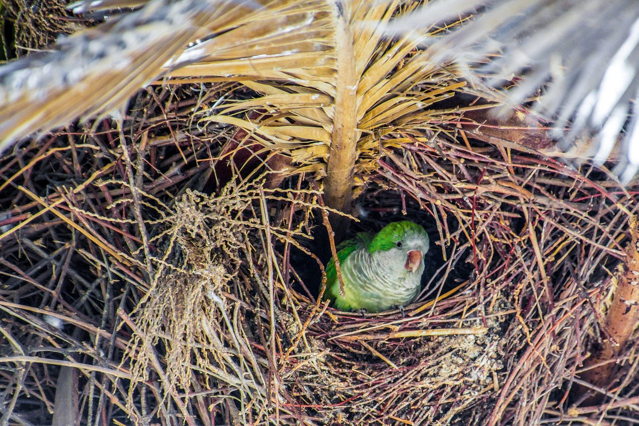 Lizdas, Vienuolis Parakeetas, Papūga, Paukštis, Medis, Delnas, Žalias, Veislė, Nemokamos Nuotraukos,  Nemokama Licenzija