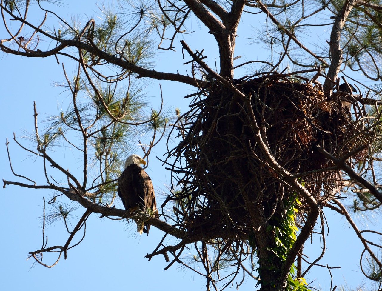 Lizdą,  Paukštis,  Medis,  Raptor,  Pobūdį,  Eagle,  Plikas Erelis,  Gyvūnas,  Gyvūnijos,  Predator