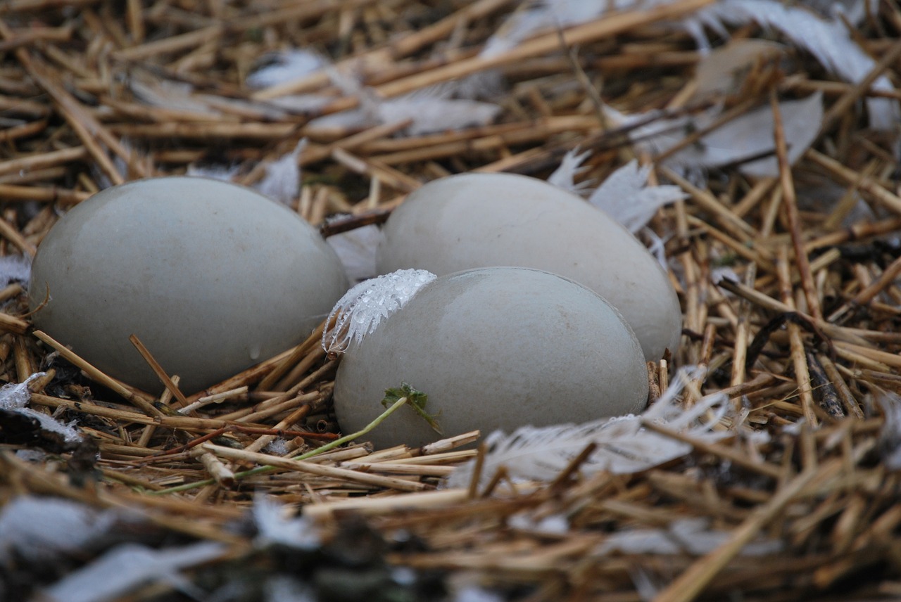 Lizdą,  Zwanennest,  Liukas,  Paukščiai,  Kiaušiniai,  Pavasaris,  Pobūdį,  Inkubatorius,  Veisimosi Sezonas, Nemokamos Nuotraukos