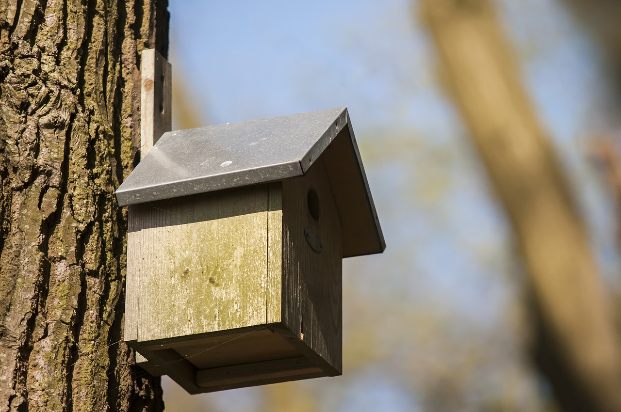 Lizdas, Birdhouse, Miškas, Namas, Gamta, Pavasaris, Medis, Judėti, Nemokamos Nuotraukos,  Nemokama Licenzija