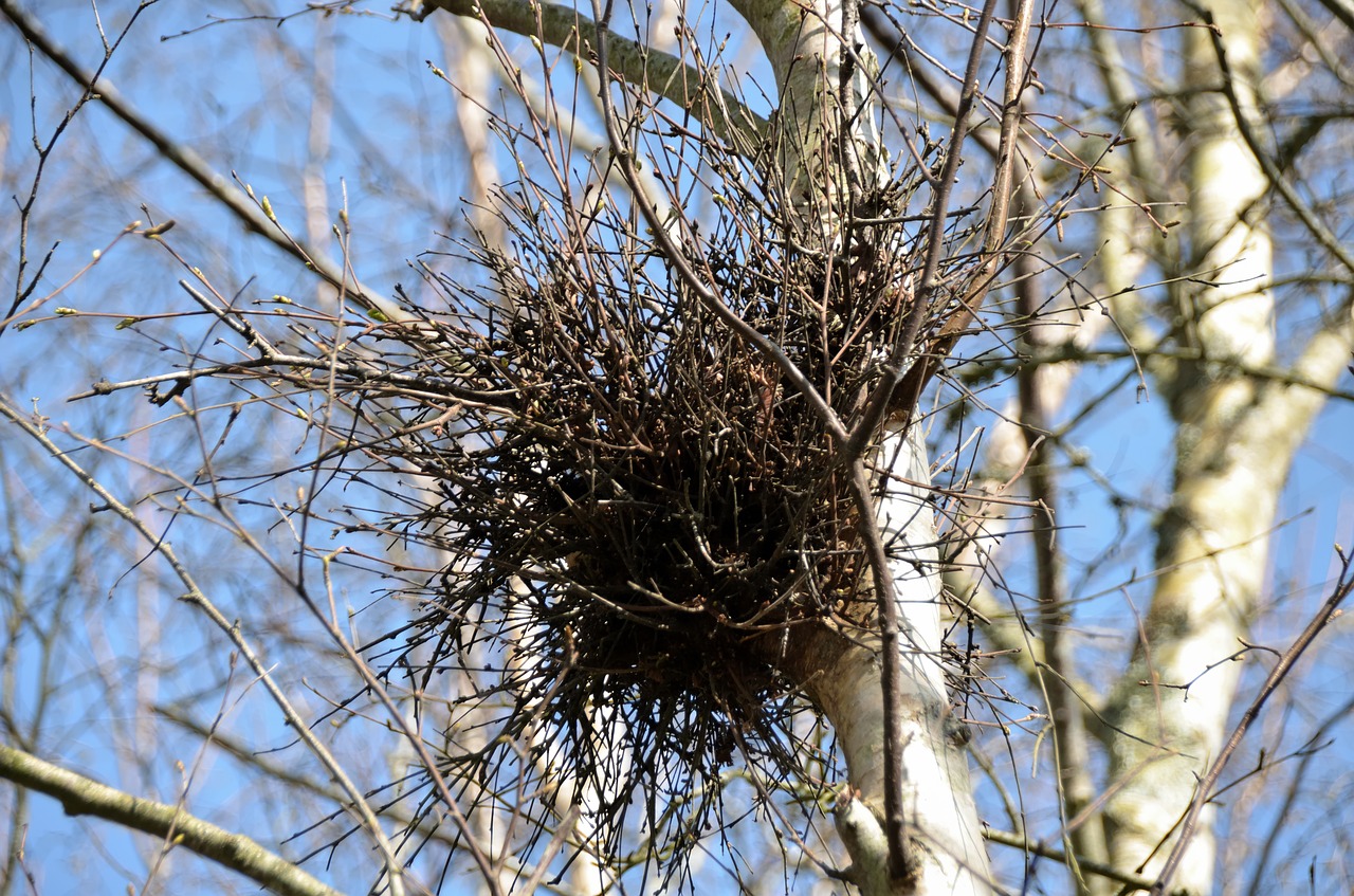 Lizdas Iš Magpies, Paukščiai, Žudikai, Lizdas, Magpies, Medžiai, Viščiukai, Gyvūnai, Pavasaris, Fauna