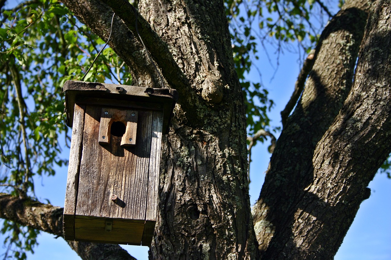 Lizdas, Medis, Gamta, Aviary, Lizdų Vieta, Miškas, Lizdų Pagalba, Lizdas, Prieglobstis, Inkubatorių