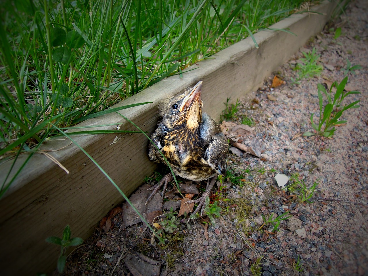 Nestling, Paukštis, Cub, Viščiukas, Mažas, Fieldfare, Pienelis, Nemokamos Nuotraukos,  Nemokama Licenzija