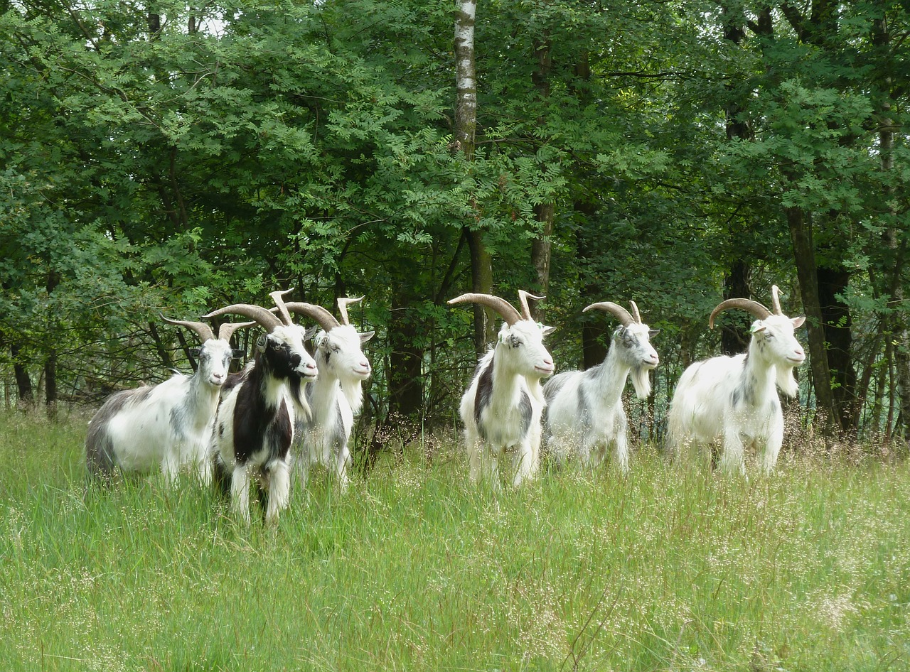 Nyderlandai, Kraštovaizdis, Ožkos, Miškas, Medžiai, Miškai, Ūkis, Kaimas, Gamta, Lauke