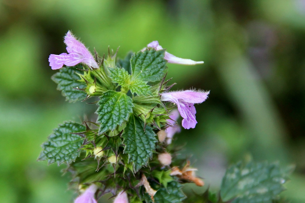 Dilgėlė, Miręs Dilbis, Gėlės, Žalias, Violetinė, Laukinė Gėlė, Miško Augalas, Nemokamos Nuotraukos,  Nemokama Licenzija