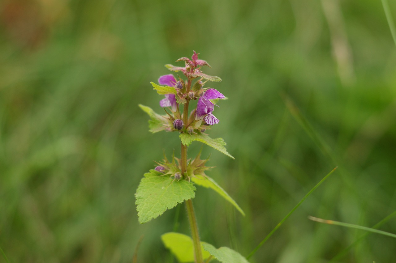 Dilgėlių,  Violetinė,  Meadow,  Vasara,  Medus,  Augalų,  Pobūdį,  Gėlė, Nemokamos Nuotraukos,  Nemokama Licenzija