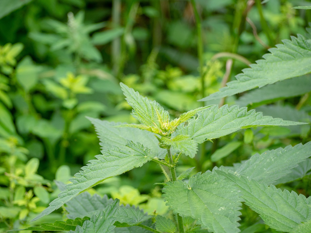 Dilgėlių,  Piktžolių,  Žolė,  Pobūdį,  Žalias,  Natural Health, Nemokamos Nuotraukos,  Nemokama Licenzija