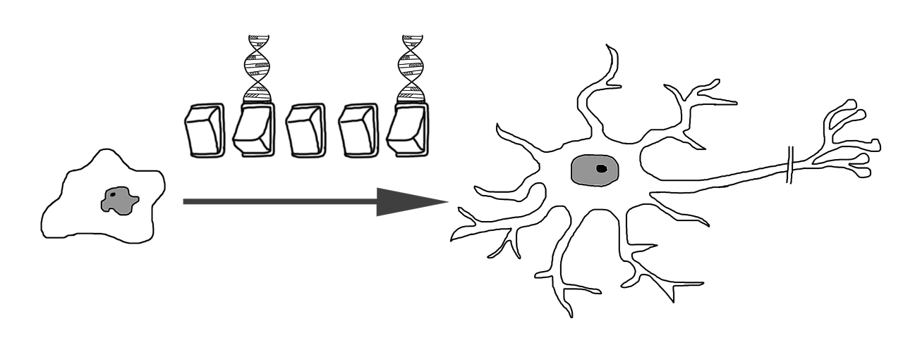 Neuronų Diferencijavimas, Nervų Ląstelė, Plėtra, Genetinis Reguliavimas, Transkripcijos Veiksniai, Embriologija, Kamieninė Ląstelė, Neuronas, Biologija, Medicinos