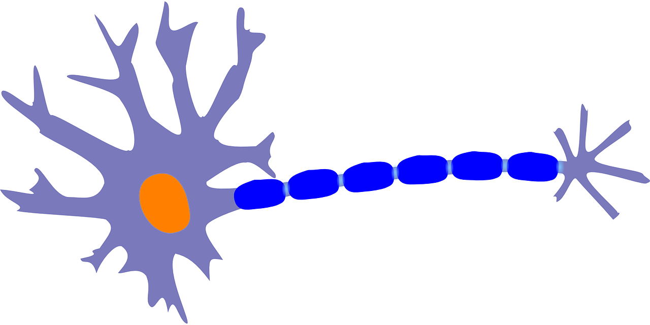 Neuronas, Akonas, Dendritas, Ląstelė, Branduolys, Sinapsė, Mokslas, Smegenys, Biologija, Psichologija