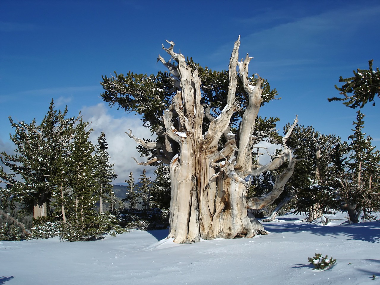 Nevada, Kraštovaizdis, Vaizdingas, Medžiai, Pinus Longaeva, Žiema, Sniegas, Gamta, Lauke, Kaimas