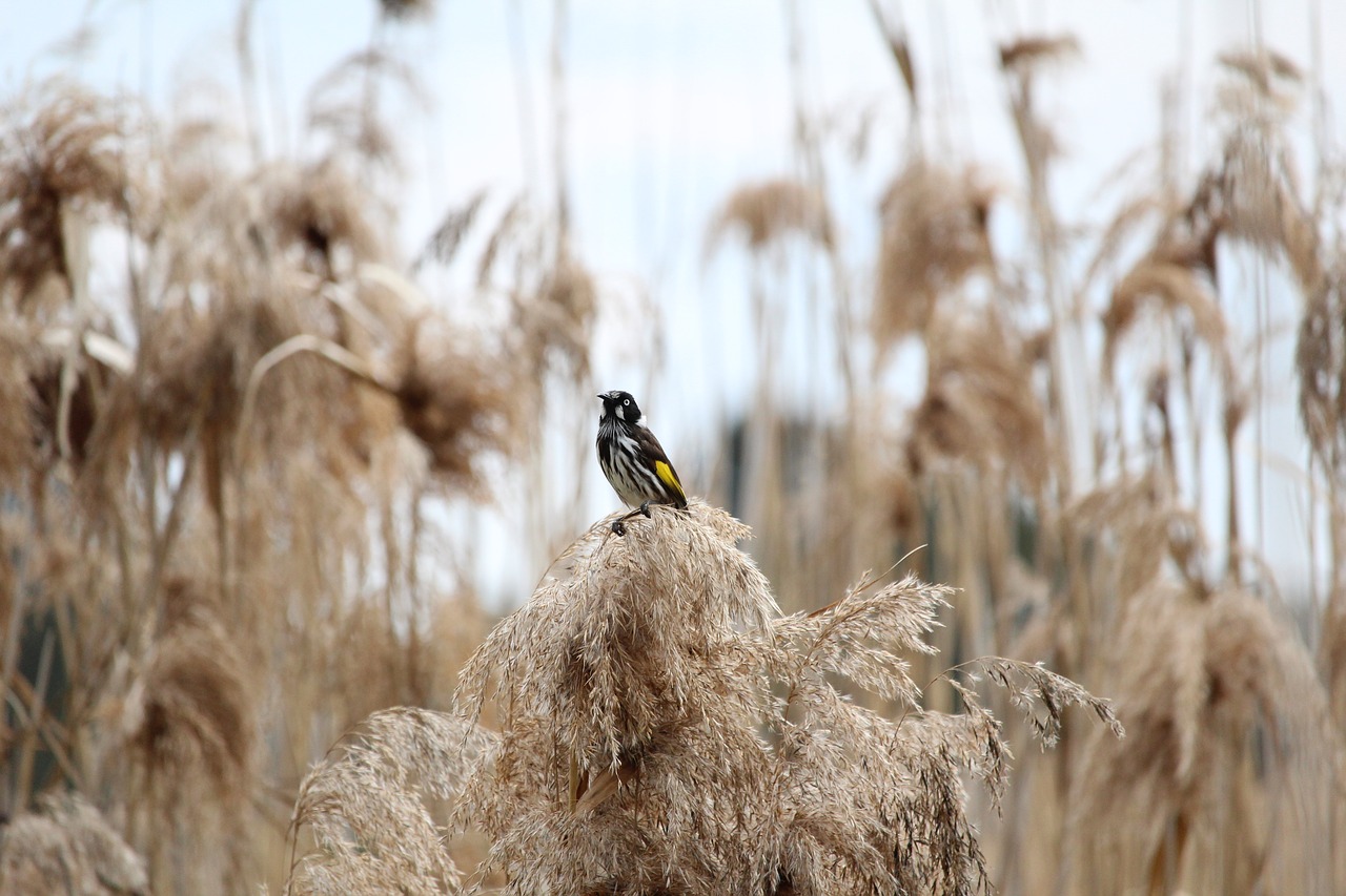 Naujas, Holland, Honeyeater, Medus, Eater, Paukštis, Nendrės, Žolė, Juoda, Balta