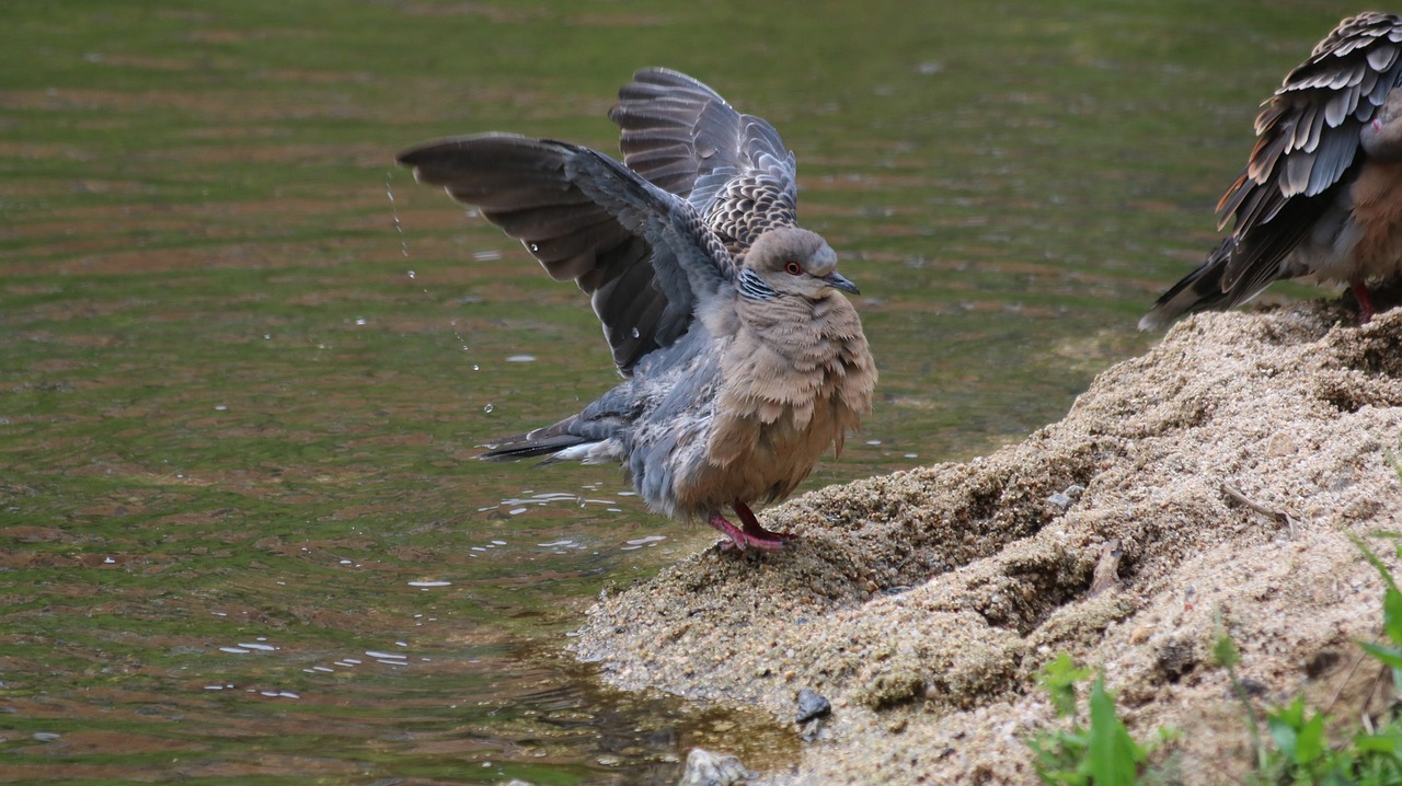 Naujas,  Pobūdį,  Gyvūnijos,  Gyvūnas,  Plunksnų,  Pigeon,  뫳 Dove, Nemokamos Nuotraukos,  Nemokama Licenzija