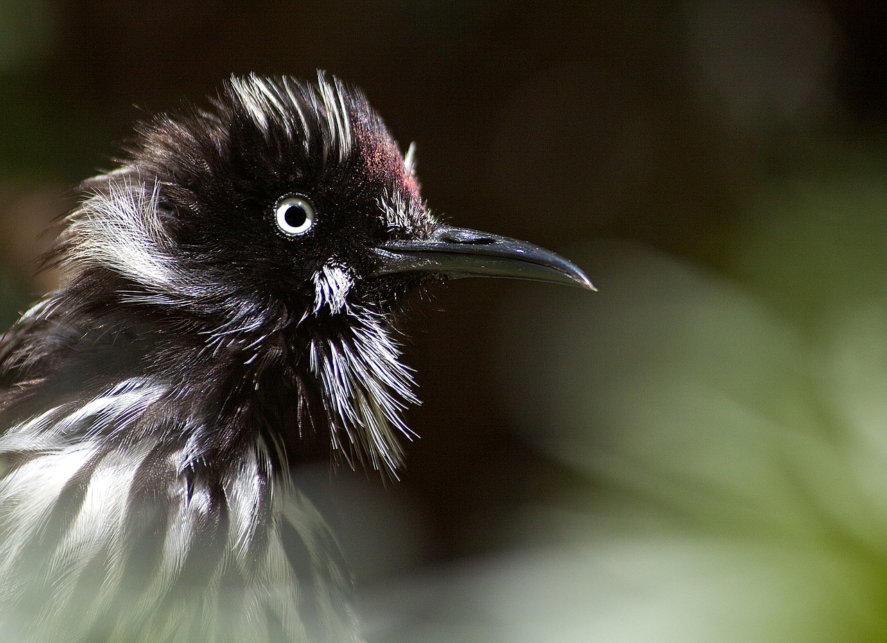 Naujas Hollandeater, Paukštis, Vakarų Australija, Laukinė Gamta, Australian, Lauke, Honeyeater, Plunksna, Sustingęs, Snapas