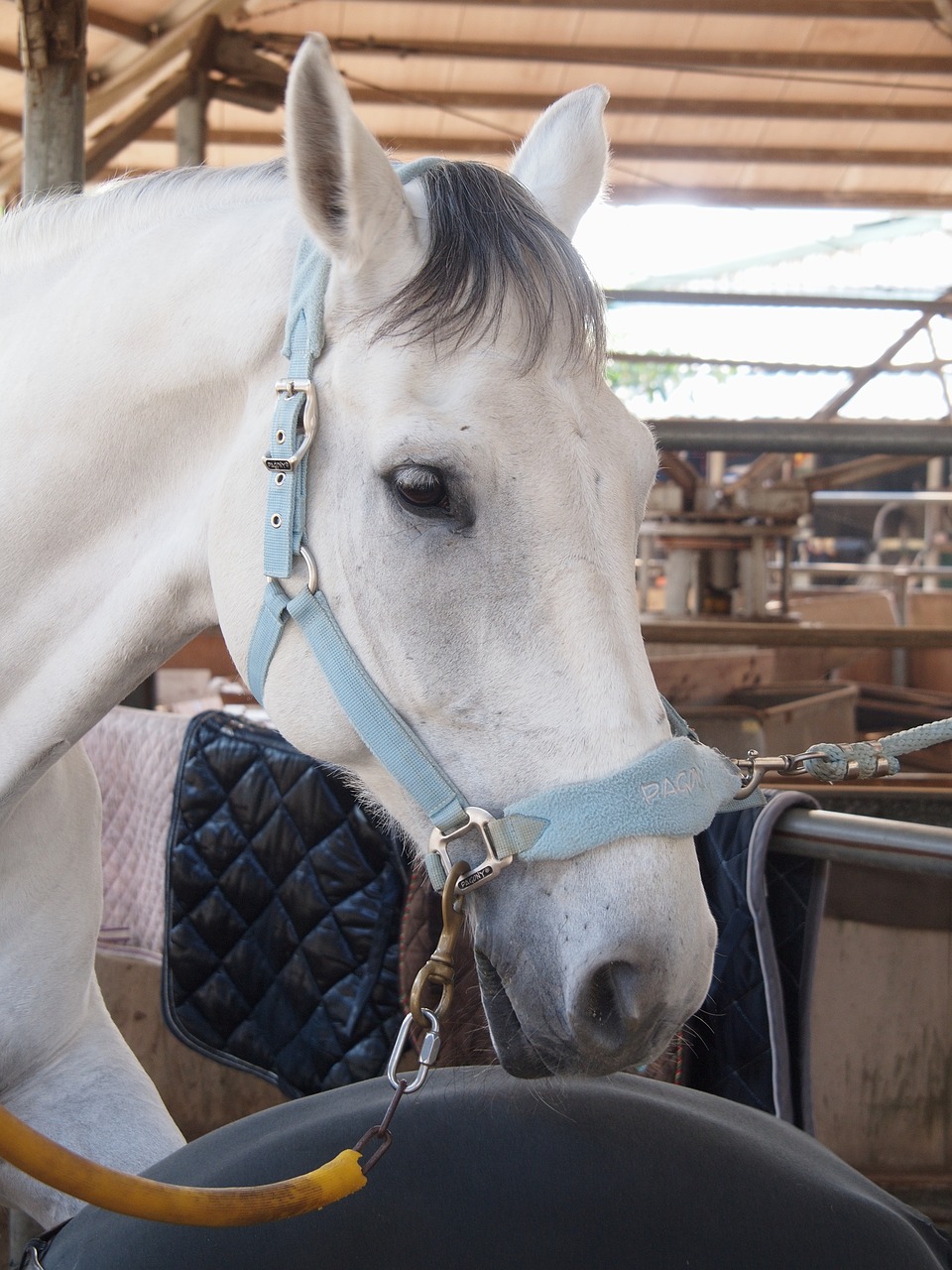 Nauja Vilties Hipodromas, Balta, Baltas Žirgas, Laimingas Slėnio Lenktynių Trasa, Horsehead, Stovyklos, Nemokamos Nuotraukos,  Nemokama Licenzija