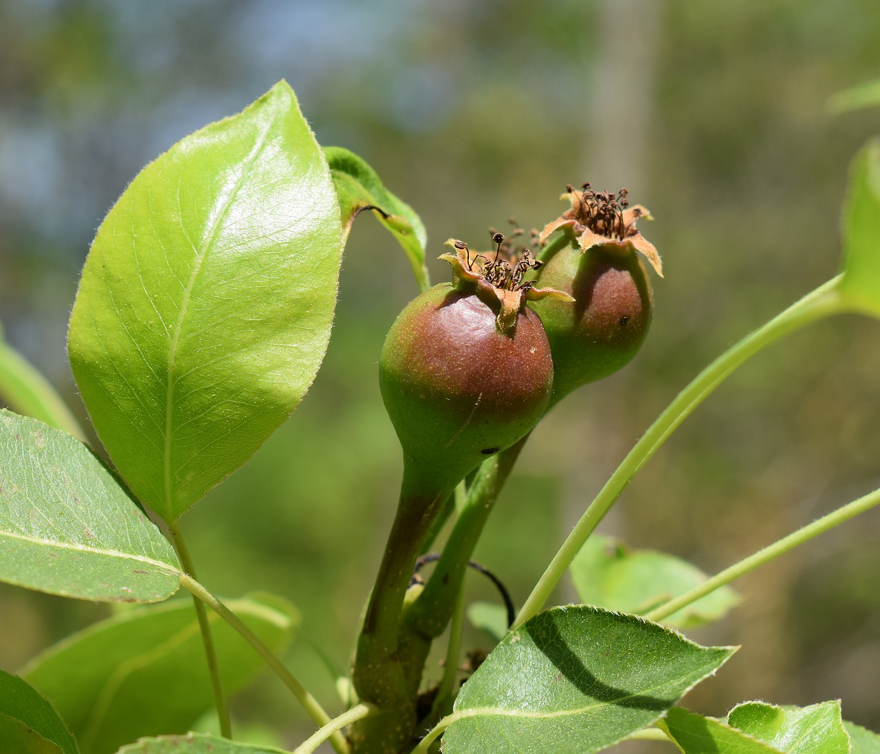 Nauji Slyvų Vaisiai, Slyva, Medis, Vaisiai, Valgomieji, Flora, Augalas, Gamta, Jaunas, Maistas