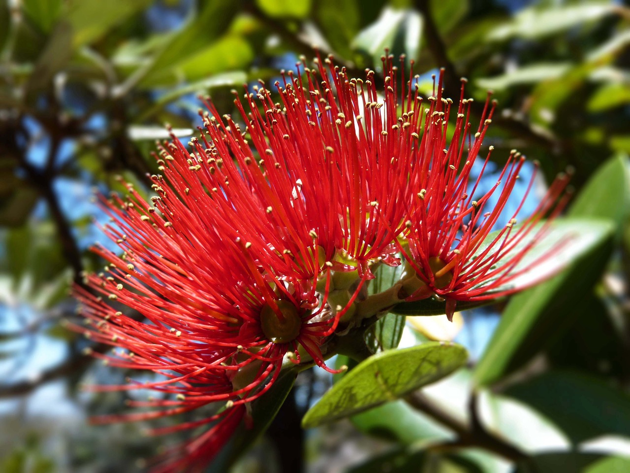 Naujoji Zelandija, Potukawa, Medis, Gėlė, Raudona, Gamta, Žydėti Kalėdas, Nemokamos Nuotraukos,  Nemokama Licenzija