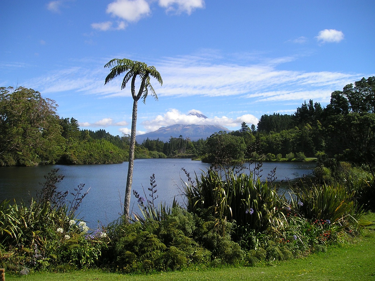 Naujoji Zelandija, Vulkanas, Ežeras, Rießenfarn, Paparčiai, Nemokamos Nuotraukos,  Nemokama Licenzija