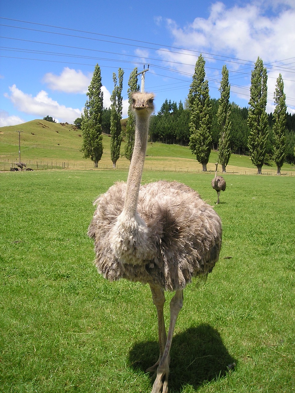 Naujoji Zelandija, Puokštė, Stručių Ūkis, Paukštis, Gyvūnai, Gamta, Nemokamos Nuotraukos,  Nemokama Licenzija