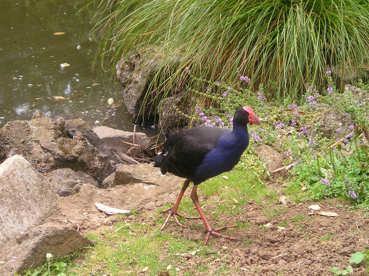 Naujoji Zelandija, Paukštis, Gamta, Fauna, Nemokamos Nuotraukos,  Nemokama Licenzija