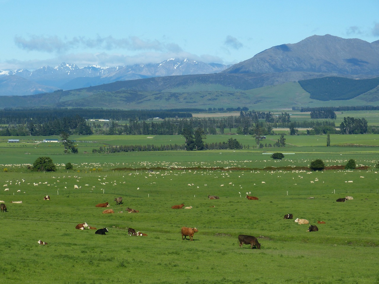 Naujoji Zelandija, Kraštovaizdis, Žemdirbystė, Kalnai, Pieva, Ganykla, Karvės, Galvijai, Avys, Gyvūnas