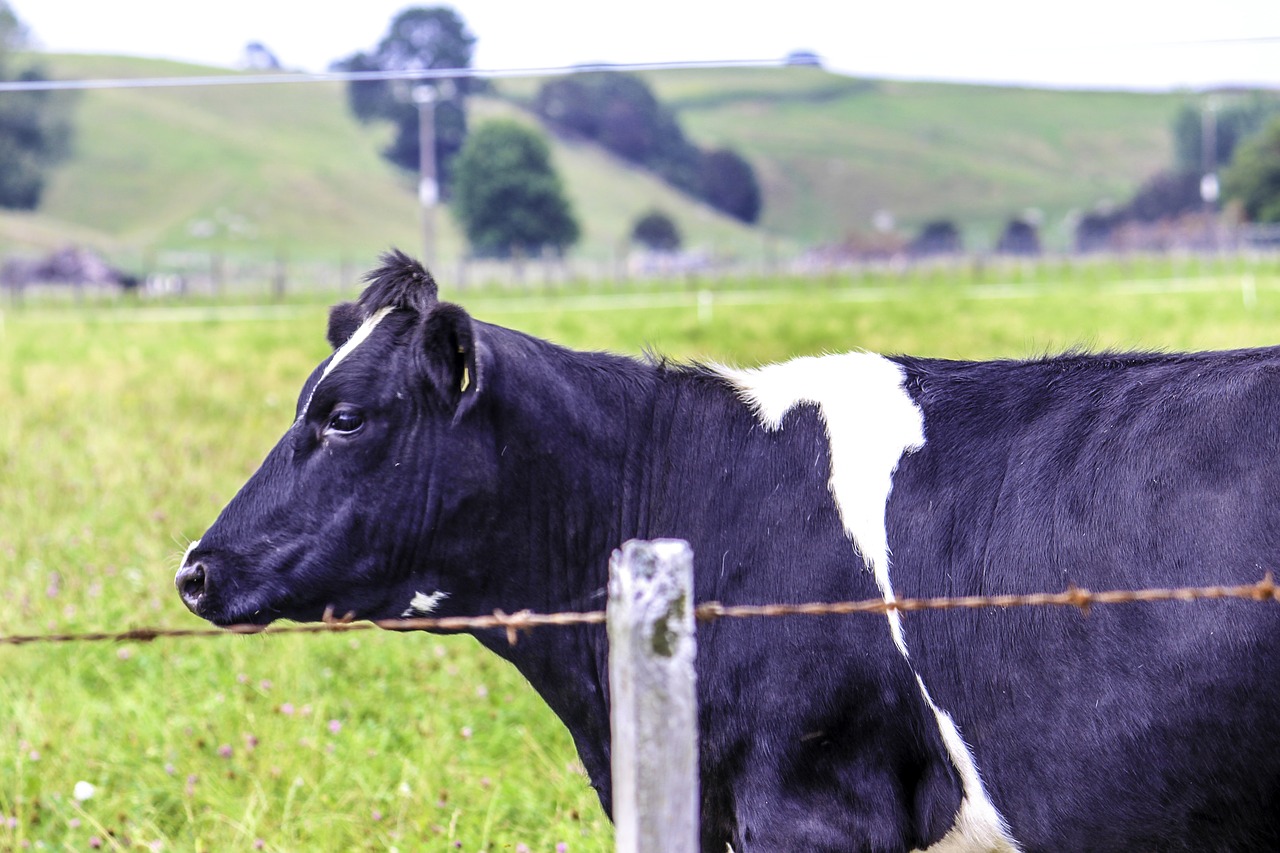 Naujoji Zelandija, Kraštovaizdis, Karvė, Ūkis, Tvora, Žolė, Nemokamos Nuotraukos,  Nemokama Licenzija