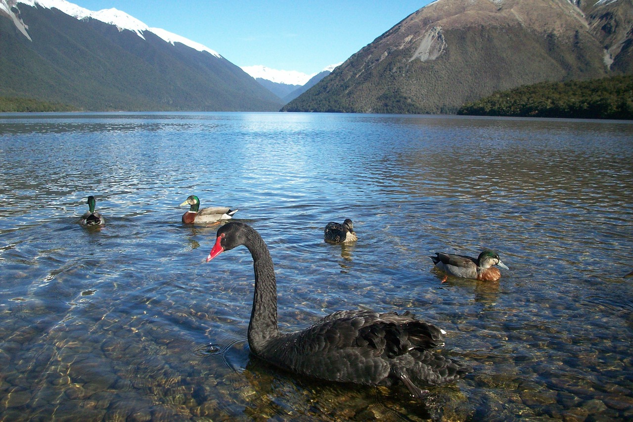 Naujoji Zelandija, Kraštovaizdis, Kalnas, Gulbė, Lengviau, Kalnas, Gamta, Nemokamos Nuotraukos,  Nemokama Licenzija