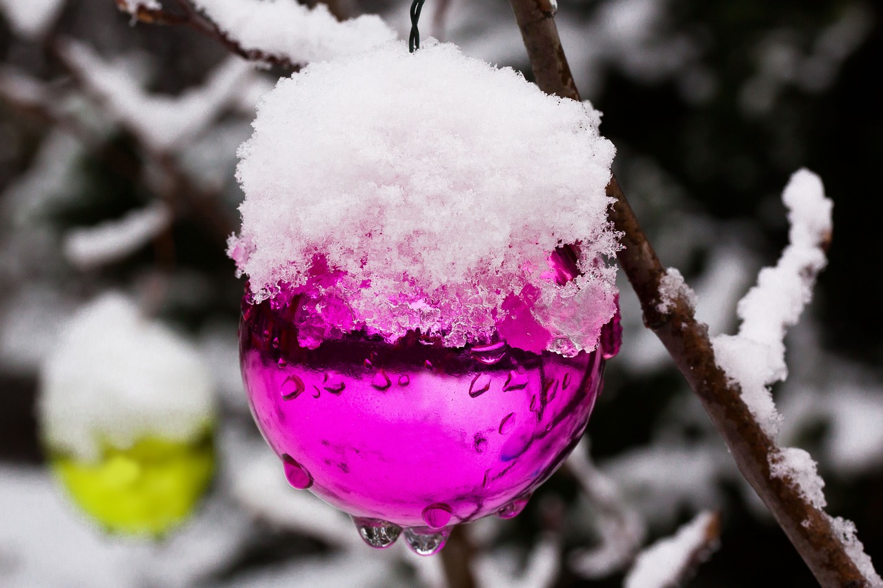 Naujoji Zelandija, Christbaumkugeln, Žiema, Šaltas, Sušaldyta, Balta, Rožinis, Žalias, Sodas, Krūmas