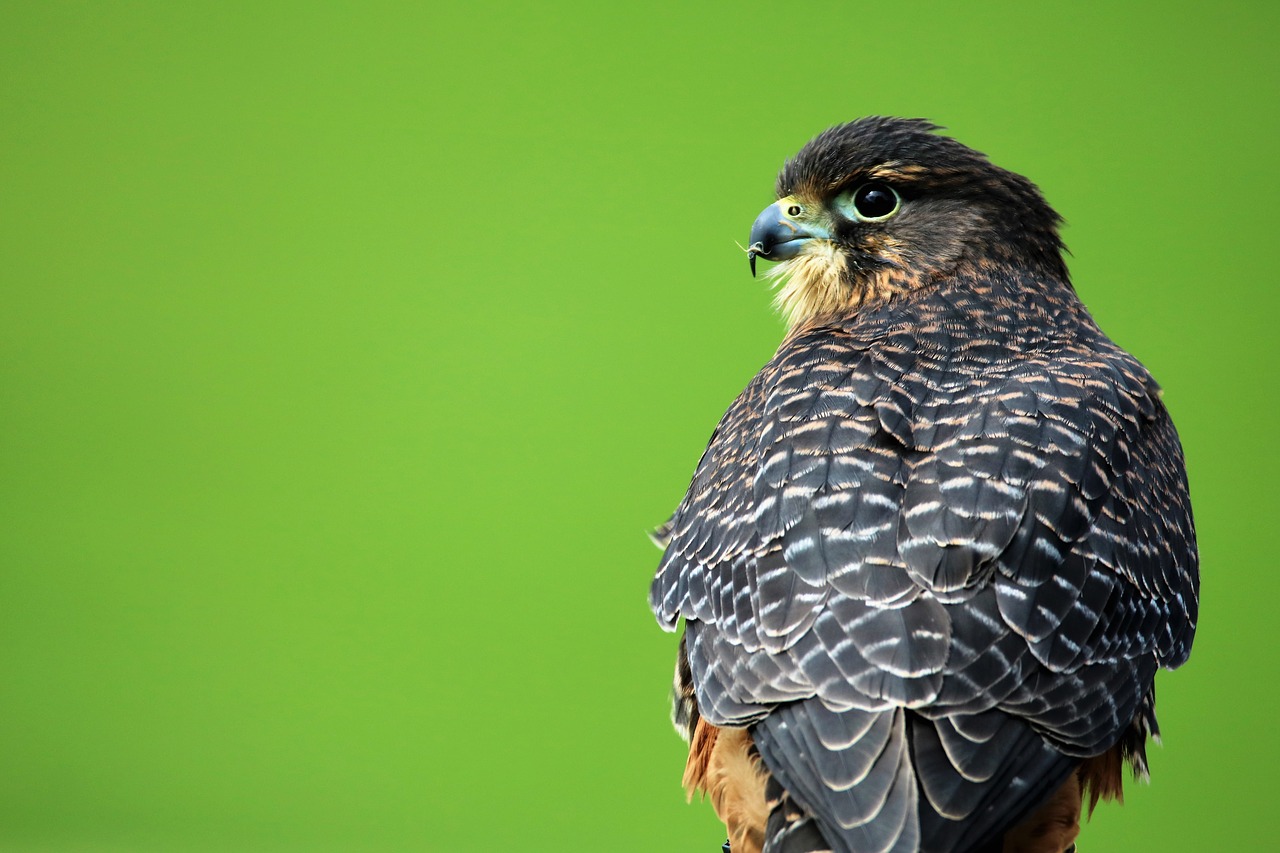 Aplomado Falcon, Plėšrusis Paukštis, Vanagas, Paukštis, Snapas, Falcon, Salkūnai, Gamta, Grobis, Laukiniai