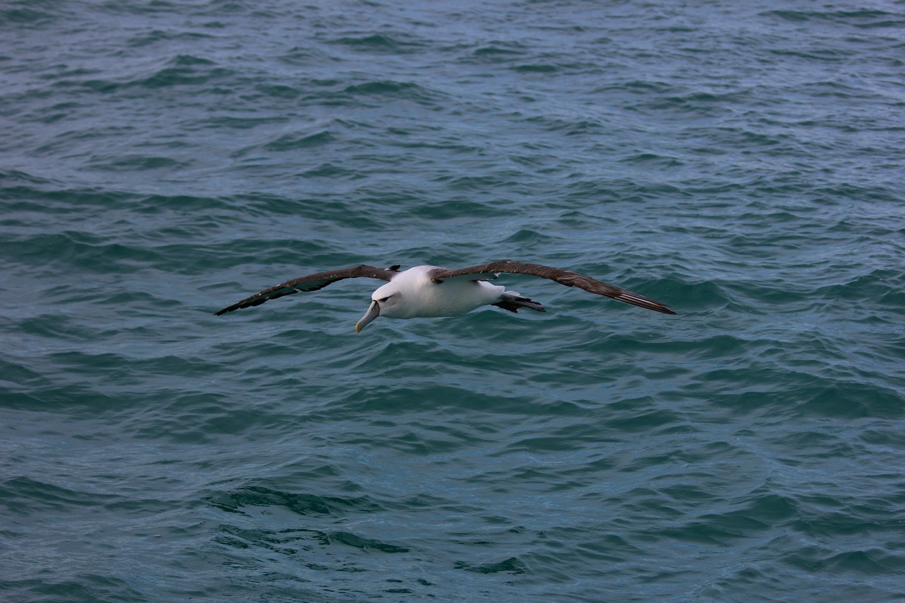 Naujasis Zelandijos Karališkasis Albatrosas, Jūra, Paukštis, Nemokamos Nuotraukos,  Nemokama Licenzija