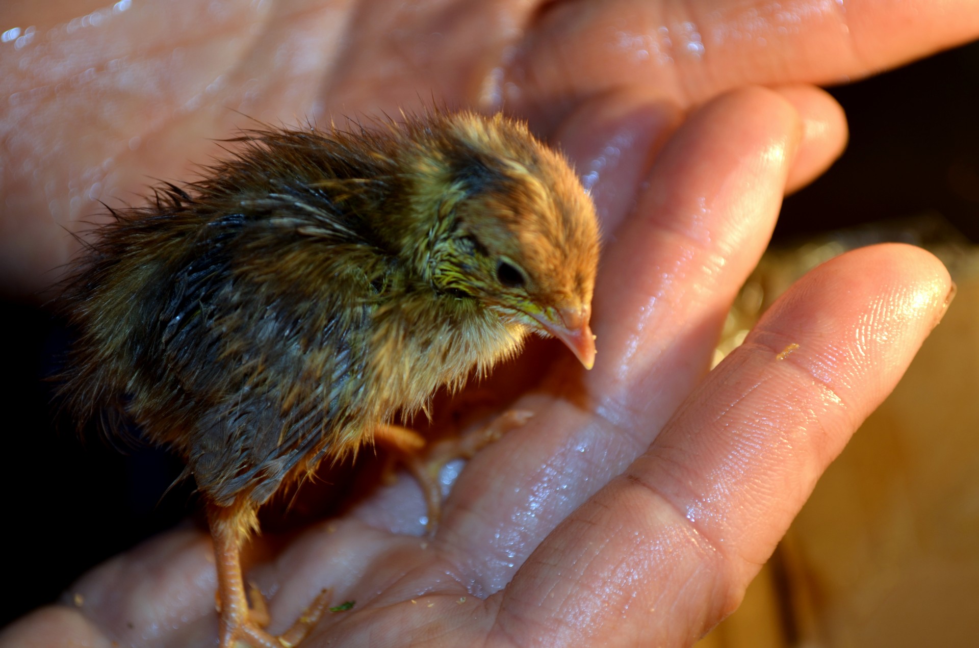 Gyvūnai,  Naujas,  Kūdikis,  Naujai & Nbsp,  Hatched,  Išpjauti,  Paukštis,  Putpelės,  Coturnix,  Rankos