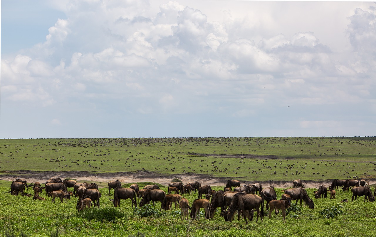 Ngorongoro Išsaugojimo Zona, Fauna, Tanzanija, Laukinė Gamta, Zebra, Vaismedis, Afrika, Gamta, Parkas, Laukiniai