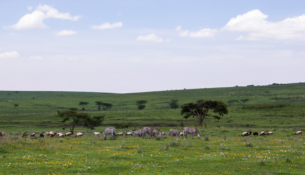 Ngorongoro Išsaugojimo Zona, Tanzanija, Gamta, Afrika, Parkas, Kelionė, Kraštovaizdis, Laukinė Gamta, Zebra, Vaismedis