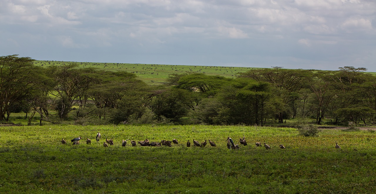 Ngorongoro Išsaugojimo Zona, Tanzanija, Gamta, Afrika, Parkas, Kelionė, Kraštovaizdis, Laukinė Gamta, Ngorongoro, Žalias
